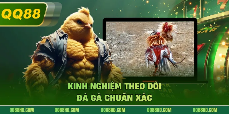 Kinh nghiệm theo dõi đá gà chuẩn xác