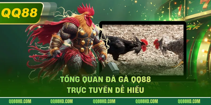 Tổng quan đá gà QQ88 trực tuyến dễ hiểu